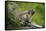 Alpine Marmot (Marmota Marmota) Hohe Tauern National Park, Austria, July 2008-Lesniewski-Framed Stretched Canvas