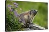 Alpine Marmot (Marmota Marmota) Hohe Tauern National Park, Austria, July 2008-Lesniewski-Stretched Canvas