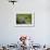 Alpine Marmot (Marmota Marmota) Hohe Tauern National Park, Austria, July 2008-Lesniewski-Framed Photographic Print displayed on a wall