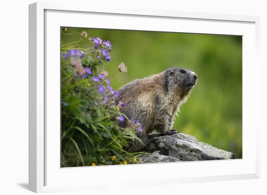 Alpine Marmot (Marmota Marmota) Hohe Tauern National Park, Austria, July 2008-Lesniewski-Framed Photographic Print