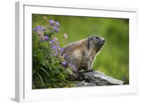 Alpine Marmot (Marmota Marmota) Hohe Tauern National Park, Austria, July 2008-Lesniewski-Framed Photographic Print