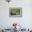 Alpine Marmot (Marmota Marmota) Hohe Tauern National Park, Austria, July 2008-Lesniewski-Framed Photographic Print displayed on a wall