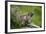 Alpine Marmot (Marmota Marmota) Hohe Tauern National Park, Austria, July 2008-Lesniewski-Framed Photographic Print