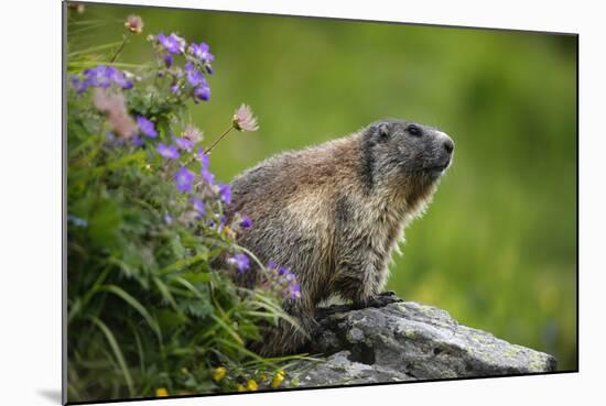 Alpine Marmot (Marmota Marmota) Hohe Tauern National Park, Austria, July 2008-Lesniewski-Mounted Photographic Print