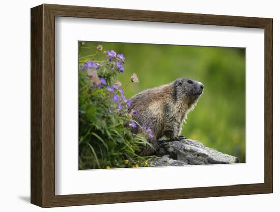 Alpine Marmot (Marmota Marmota) Hohe Tauern National Park, Austria, July 2008-Lesniewski-Framed Photographic Print