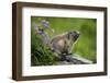 Alpine Marmot (Marmota Marmota) Hohe Tauern National Park, Austria, July 2008-Lesniewski-Framed Photographic Print