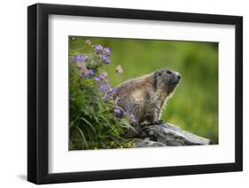 Alpine Marmot (Marmota Marmota) Hohe Tauern National Park, Austria, July 2008-Lesniewski-Framed Photographic Print