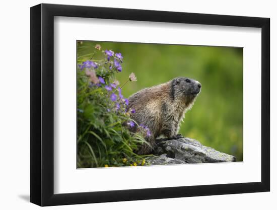 Alpine Marmot (Marmota Marmota) Hohe Tauern National Park, Austria, July 2008-Lesniewski-Framed Photographic Print