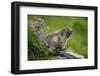 Alpine Marmot (Marmota Marmota) Hohe Tauern National Park, Austria, July 2008-Lesniewski-Framed Photographic Print