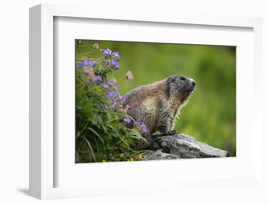 Alpine Marmot (Marmota Marmota) Hohe Tauern National Park, Austria, July 2008-Lesniewski-Framed Photographic Print