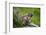 Alpine Marmot (Marmota Marmota) Hohe Tauern National Park, Austria, July 2008-Lesniewski-Framed Photographic Print