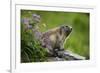 Alpine Marmot (Marmota Marmota) Hohe Tauern National Park, Austria, July 2008-Lesniewski-Framed Photographic Print