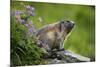 Alpine Marmot (Marmota Marmota) Hohe Tauern National Park, Austria, July 2008-Lesniewski-Mounted Photographic Print