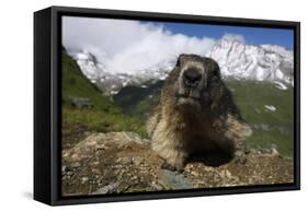 Alpine Marmot (Marmota Marmota) Portrait, Hohe Tauern National Park, Austria, July 2008-Lesniewski-Framed Stretched Canvas