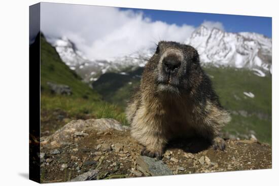 Alpine Marmot (Marmota Marmota) Portrait, Hohe Tauern National Park, Austria, July 2008-Lesniewski-Stretched Canvas