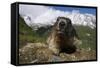 Alpine Marmot (Marmota Marmota) Portrait, Hohe Tauern National Park, Austria, July 2008-Lesniewski-Framed Stretched Canvas