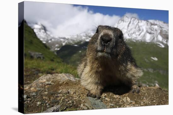 Alpine Marmot (Marmota Marmota) Portrait, Hohe Tauern National Park, Austria, July 2008-Lesniewski-Stretched Canvas