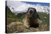 Alpine Marmot (Marmota Marmota) Portrait, Hohe Tauern National Park, Austria, July 2008-Lesniewski-Stretched Canvas