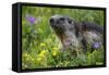 Alpine Marmot (Marmota Marmota) Portrait, Hohe Tauern National Park, Austria, July 2008-Lesniewski-Framed Stretched Canvas