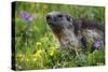 Alpine Marmot (Marmota Marmota) Portrait, Hohe Tauern National Park, Austria, July 2008-Lesniewski-Stretched Canvas