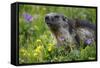 Alpine Marmot (Marmota Marmota) Portrait, Hohe Tauern National Park, Austria, July 2008-Lesniewski-Framed Stretched Canvas