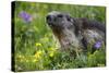 Alpine Marmot (Marmota Marmota) Portrait, Hohe Tauern National Park, Austria, July 2008-Lesniewski-Stretched Canvas