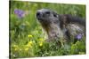 Alpine Marmot (Marmota Marmota) Portrait, Hohe Tauern National Park, Austria, July 2008-Lesniewski-Stretched Canvas