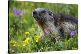 Alpine Marmot (Marmota Marmota) Portrait, Hohe Tauern National Park, Austria, July 2008-Lesniewski-Stretched Canvas