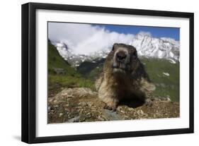 Alpine Marmot (Marmota Marmota) Portrait, Hohe Tauern National Park, Austria, July 2008-Lesniewski-Framed Photographic Print