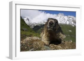 Alpine Marmot (Marmota Marmota) Portrait, Hohe Tauern National Park, Austria, July 2008-Lesniewski-Framed Photographic Print