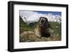 Alpine Marmot (Marmota Marmota) Portrait, Hohe Tauern National Park, Austria, July 2008-Lesniewski-Framed Photographic Print