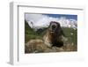 Alpine Marmot (Marmota Marmota) Portrait, Hohe Tauern National Park, Austria, July 2008-Lesniewski-Framed Photographic Print