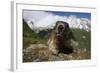 Alpine Marmot (Marmota Marmota) Portrait, Hohe Tauern National Park, Austria, July 2008-Lesniewski-Framed Photographic Print