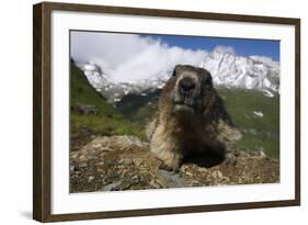 Alpine Marmot (Marmota Marmota) Portrait, Hohe Tauern National Park, Austria, July 2008-Lesniewski-Framed Photographic Print