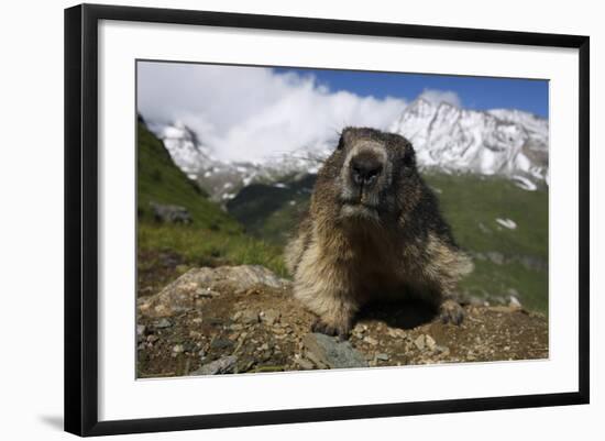 Alpine Marmot (Marmota Marmota) Portrait, Hohe Tauern National Park, Austria, July 2008-Lesniewski-Framed Photographic Print