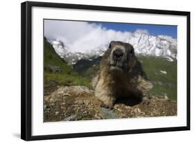 Alpine Marmot (Marmota Marmota) Portrait, Hohe Tauern National Park, Austria, July 2008-Lesniewski-Framed Photographic Print