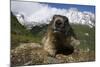 Alpine Marmot (Marmota Marmota) Portrait, Hohe Tauern National Park, Austria, July 2008-Lesniewski-Mounted Photographic Print