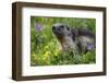 Alpine Marmot (Marmota Marmota) Portrait, Hohe Tauern National Park, Austria, July 2008-Lesniewski-Framed Photographic Print