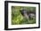 Alpine Marmot (Marmota Marmota) Portrait, Hohe Tauern National Park, Austria, July 2008-Lesniewski-Framed Photographic Print