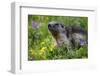 Alpine Marmot (Marmota Marmota) Portrait, Hohe Tauern National Park, Austria, July 2008-Lesniewski-Framed Photographic Print