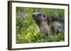 Alpine Marmot (Marmota Marmota) Portrait, Hohe Tauern National Park, Austria, July 2008-Lesniewski-Framed Photographic Print