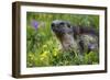 Alpine Marmot (Marmota Marmota) Portrait, Hohe Tauern National Park, Austria, July 2008-Lesniewski-Framed Photographic Print