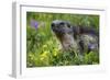 Alpine Marmot (Marmota Marmota) Portrait, Hohe Tauern National Park, Austria, July 2008-Lesniewski-Framed Photographic Print