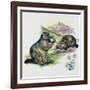 Alpine Marmot (Marmota Marmota), Sciuridae, Drawing-null-Framed Giclee Print