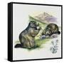 Alpine Marmot (Marmota Marmota), Sciuridae, Drawing-null-Framed Stretched Canvas