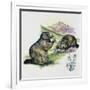 Alpine Marmot (Marmota Marmota), Sciuridae, Drawing-null-Framed Giclee Print