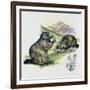 Alpine Marmot (Marmota Marmota), Sciuridae, Drawing-null-Framed Giclee Print