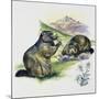 Alpine Marmot (Marmota Marmota), Sciuridae, Drawing-null-Mounted Giclee Print