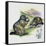 Alpine Marmot (Marmota Marmota), Sciuridae, Drawing-null-Framed Stretched Canvas