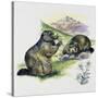 Alpine Marmot (Marmota Marmota), Sciuridae, Drawing-null-Stretched Canvas